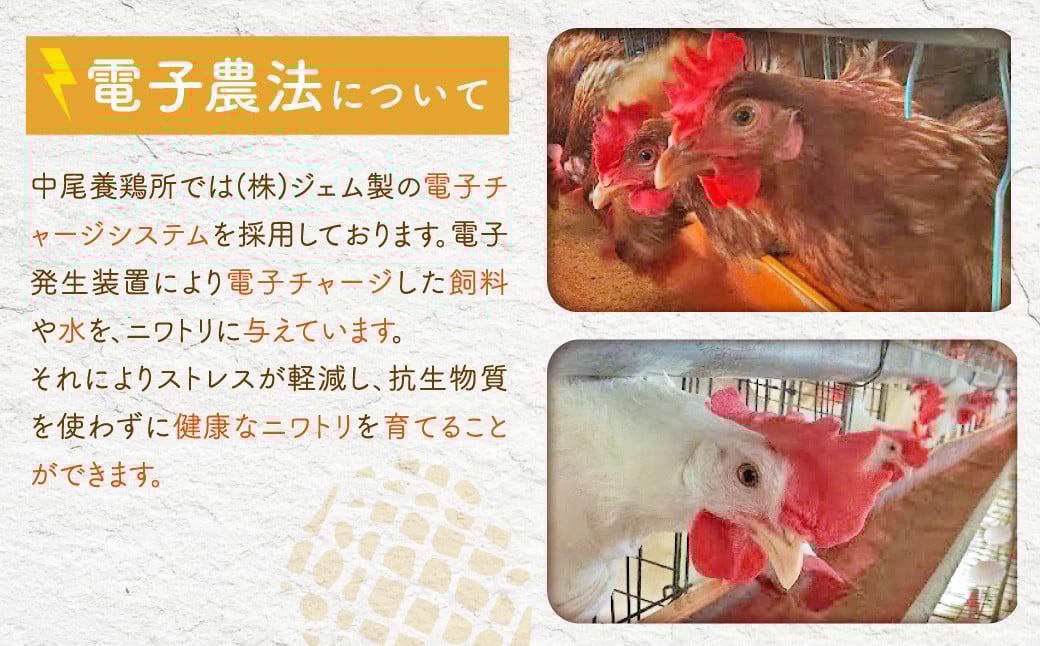 【2026年2月発送】電子たまご（白玉） 30個 卵 たまご 白玉 ZS-534-2