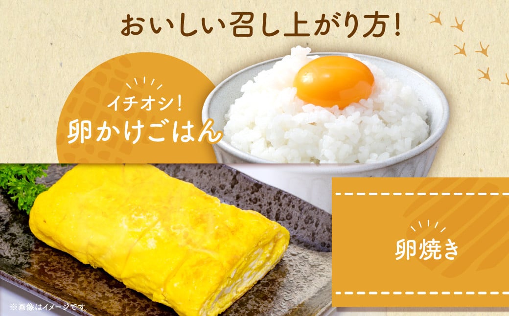 【2026年2月発送】電子たまご（白玉） 30個 卵 たまご 白玉 ZS-534-2
