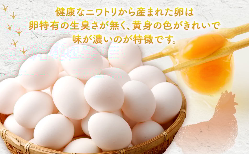 【2026年2月発送】電子たまご（白玉） 30個 卵 たまご 白玉 ZS-534-2