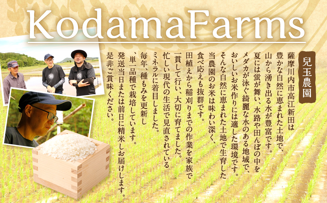 AS-186 【KODAMAFARMS】鹿児島県産 ひのひかり 5kg 【2025年10月中旬以降順次発送】 米 新米 精米 白米 お米