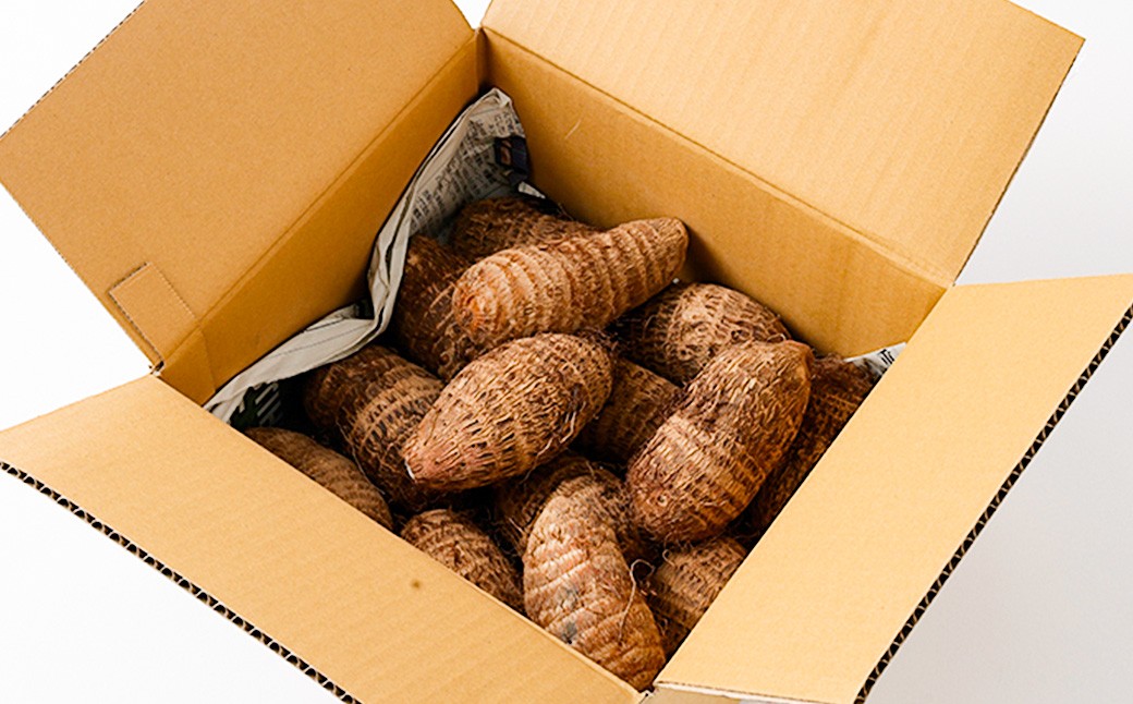 倧ãã èµ€èœéè çŽ3kg 鹿å
å³¶çç£ ãã£ãšãæ¿å äžåãªæšå³ ã2027幎1æäžæ¬ïœ3æäžæ¬çºéäºå®ã ããšãã èµ€èœ éè ZS-6139