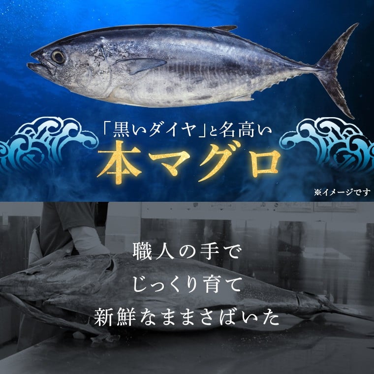 HSR-111 鹿児島県産本マグロ トロ＆赤身 3種セット 合計1.2kg 本マグロ トロ 赤身 マグロ 魚  刺身 刺し身