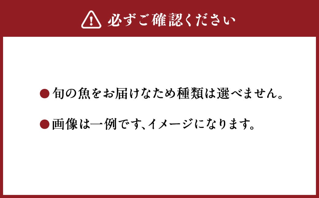 BSR-825 【先行予約】甑島 ～海の幸詰め合わせセット～ （5～8種類 7～8kg）【2025年8月下旬以降順次発送】 新鮮 魚 産地直送 詰め合わせ セット