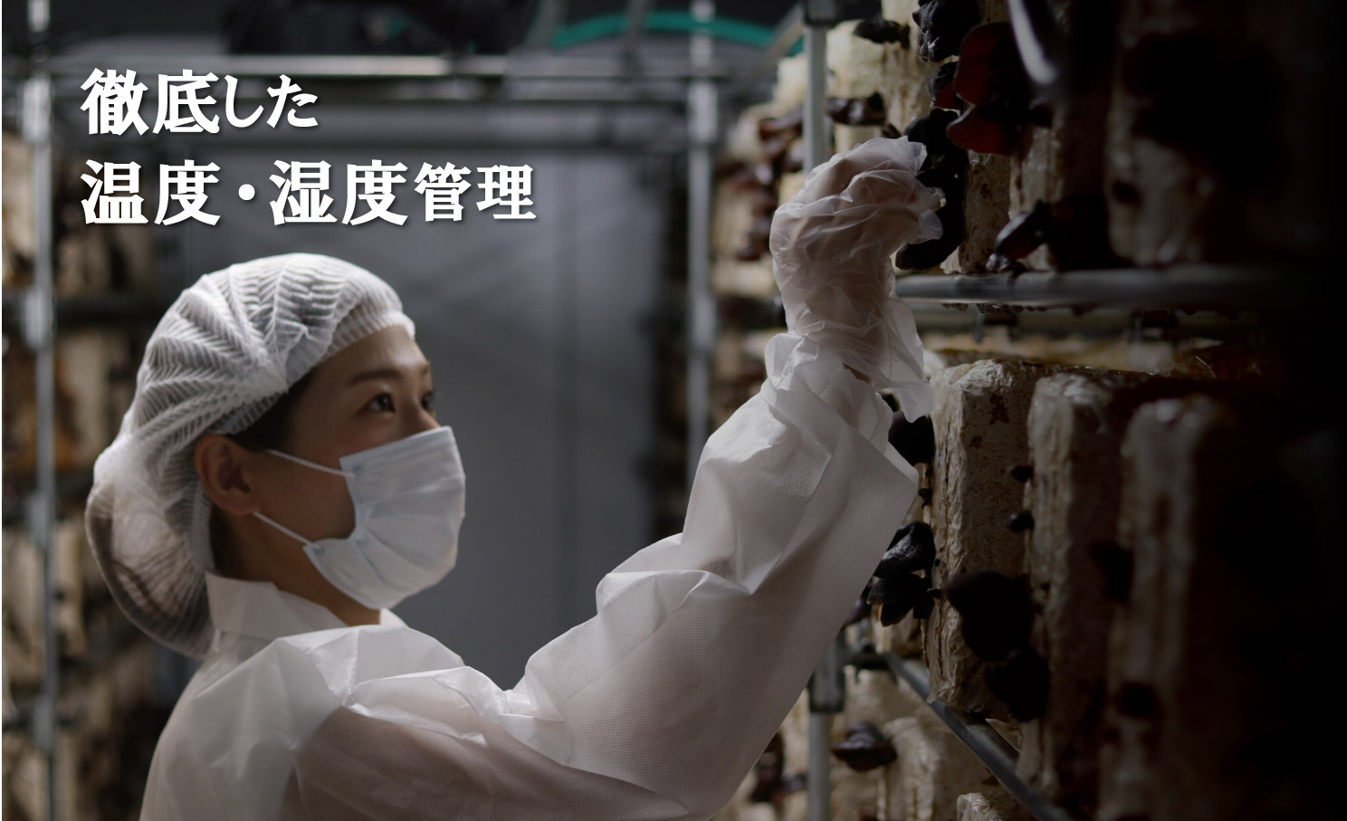 鹿児島県産天日干し乾燥きくらげ 合計200g 国産 乾燥きくらげ 野菜 きのこ 健康 食物繊維 低カロリー エムズ わか農園 サラダ みそ汁 スープ 炒め物 煮物 和え物 鹿児島県 薩摩川内市 送料無料 AS-4112