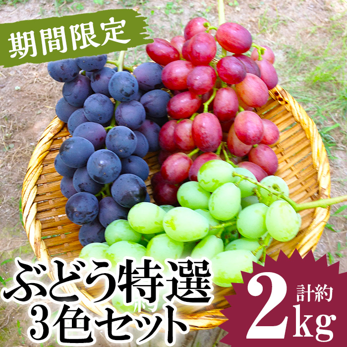 No.122 ã¶ã©ãç¹éž3è²ã»ãã(èšçŽ2.0kgã»çŽ6æ¿) åœç£ ä¹å·ç£ 鹿å
å³¶çç£ æç© ãã«ãŒã è¡è ãã㊠æ°ééå® ããªãŒã ã·ã£ã€ã³ãã¹ã«ãã è©°åã è©°ãåãã ã»ãã é£ã¹æ¯ã¹ããããšããã±ããã