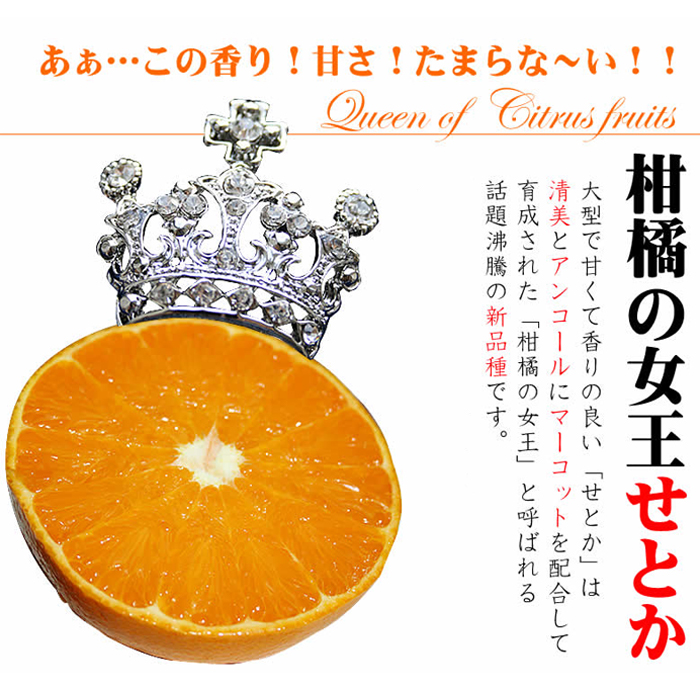 No.211 ＜先行予約受付中！2026年2月下旬～3月下旬までの間に発送＞みかんの大トロ！幻の柑橘「せとか」(約3kg) みかん ミカン 柑橘 せとか 青果 果実 鹿児島 常温 常温保存【黒川農園】
