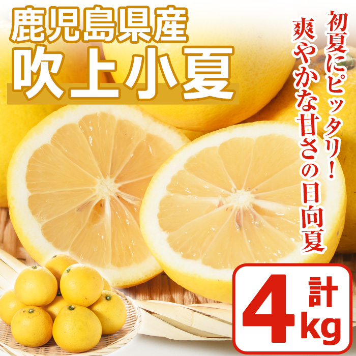 No. 221 ＜先行予約受付中！3月下旬～5月上旬までの間に発送＞鹿児島県産！吹上小夏(4kg) 小夏 日向夏 みかん 柑橘 フルーツ 青果 果実 鹿児島 国産 九州産 ギフト 贈答【黒川農園】