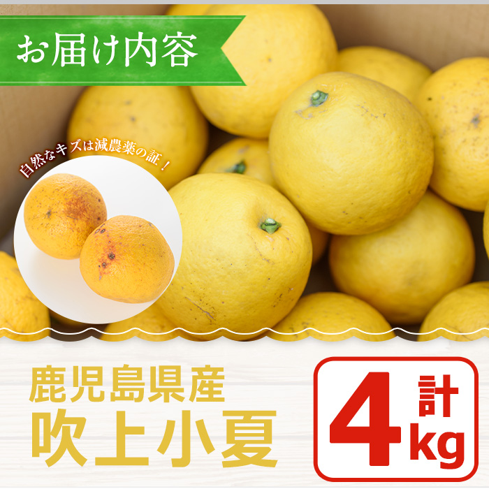 No. 221 ＜先行予約受付中！3月下旬～5月上旬までの間に発送＞鹿児島県産！吹上小夏(4kg) 小夏 日向夏 みかん 柑橘 フルーツ 青果 果実 鹿児島 国産 九州産 ギフト 贈答【黒川農園】
