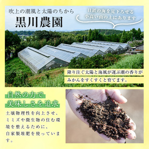 No.1250 ＜数量限定＞薩摩不知火クラフトビール「FukiageIPA」(330ml×3本) 不知火 クラフトビール ビール 果物 フルーツ 柑橘 みかん ギフト 贈答 数量限定 【黒川農園】