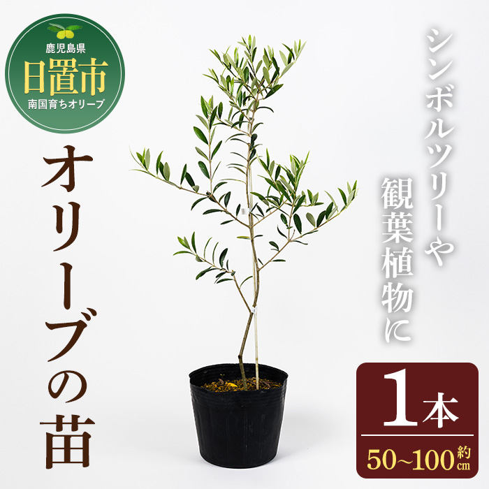 No.1253 [数量限定]オリーブの苗(1本)鹿児島県産 苗 観葉植物 オリーブ 国産 シンボルツリー 庭木 内祝い ギフト 贈答 プレゼント 観賞 苗木[鹿児島オリーブ]