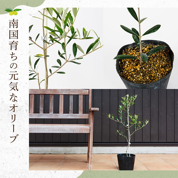 No.1253 ïŒæ°ééå®ïŒãªãªãŒãã®è(1æ¬)鹿å
å³¶çç£ è èŠ³èæ€ç© ãªãªãŒã åœç£ ã·ã³ãã«ããªãŒ åºæš å
ç¥ã ã®ãã èŽç ãã¬ãŒã³ã èŠ³è³ èæšã鹿å
å³¶ãªãªãŒãã