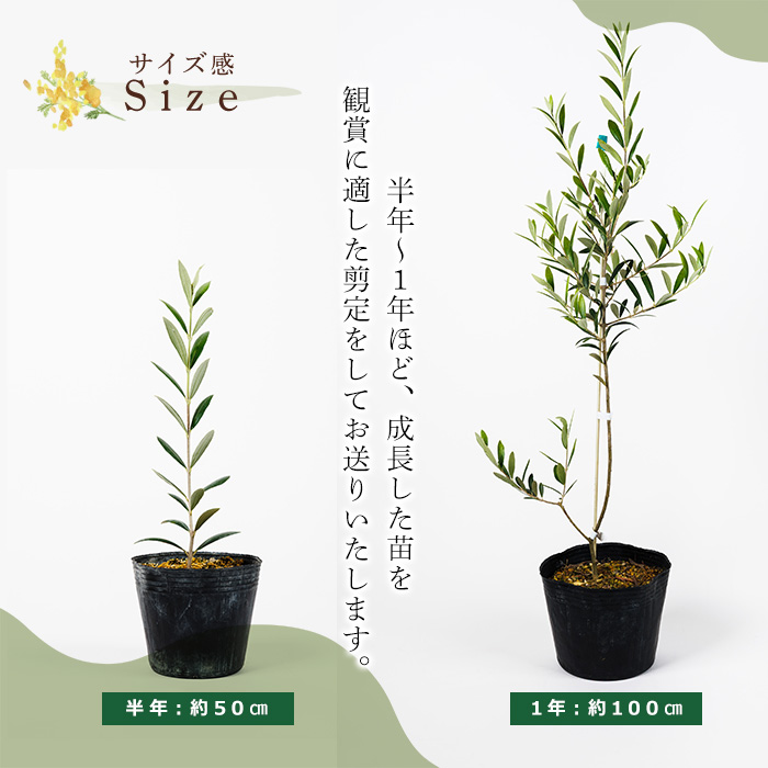 No.1253 ïŒæ°ééå®ïŒãªãªãŒãã®è(1æ¬)鹿å
å³¶çç£ è èŠ³èæ€ç© ãªãªãŒã åœç£ ã·ã³ãã«ããªãŒ åºæš å
ç¥ã ã®ãã èŽç ãã¬ãŒã³ã èŠ³è³ èæšã鹿å
å³¶ãªãªãŒãã