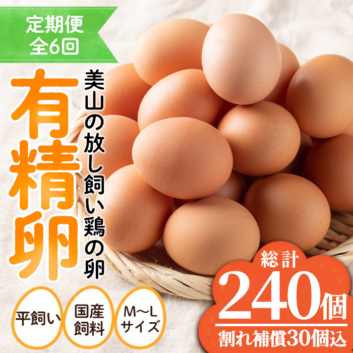 No.781 ＜定期便・全6回＞鹿児島県産有精卵(40個×6回連続) 割れ保証付 【美山たまご王国】