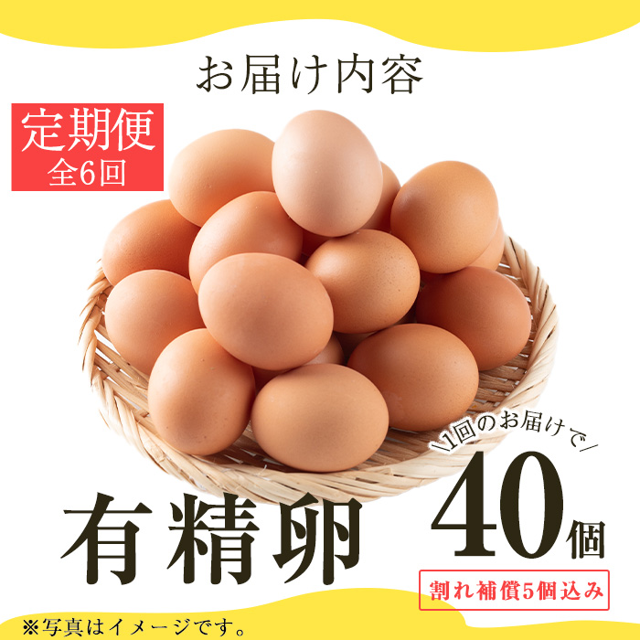 No.781 ＜定期便・全6回＞鹿児島県産有精卵(40個×6回連続) 割れ保証付 【美山たまご王国】
