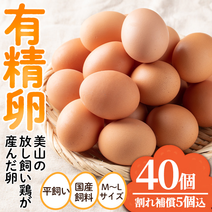 No.782 鹿児島県産有精卵(40個・ 割れ保証込み) 国産 鹿児島県産 たまご タマゴ 有精卵 卵 鶏卵 数量限定【美山たまご王国】