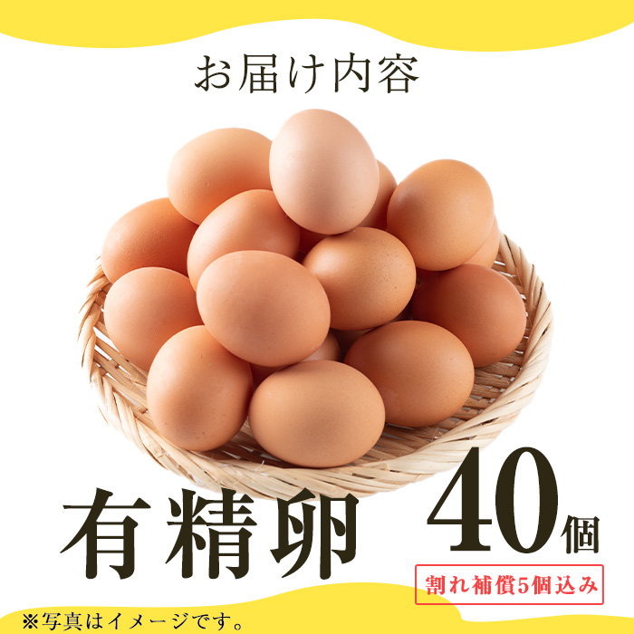 No.782 鹿児島県産有精卵(40個・ 割れ保証込み) 国産 鹿児島県産 たまご タマゴ 有精卵 卵 鶏卵 数量限定【美山たまご王国】