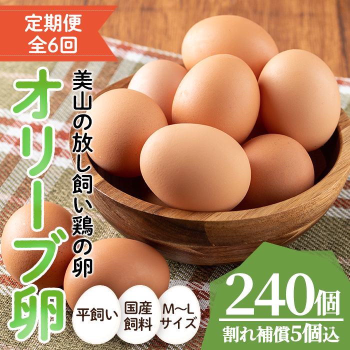 No.779 ＜全6回・定期便＞鹿児島県産美山オリーブ卵(40個×6回連続) 【美山たまご王国】