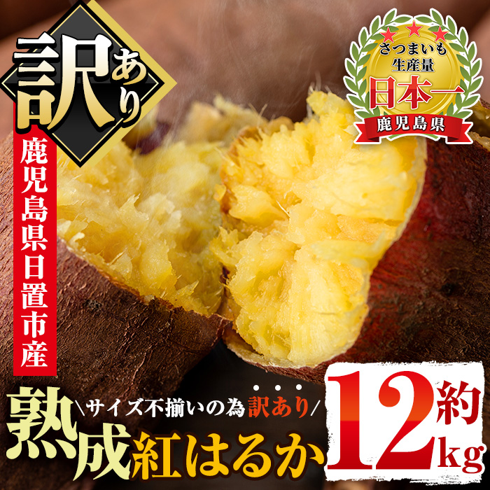 No.560-B ＜訳あり・不揃い＞鹿児島県日置市産さつまいも！熟成紅はるか(約12kg) 国産 九州産 サツマイモ  訳アリ 紅春香 熟成 芋 焼き芋 野菜 スイーツ 常温保存【末永商店】