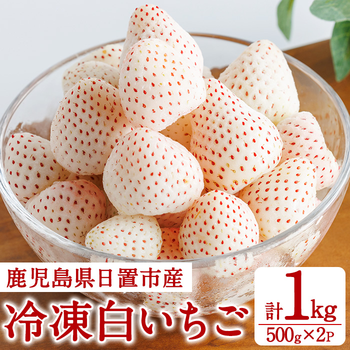 No.646-B 冷凍白いちご(約500g×2袋・計約1kg) 鹿児島 日置市 加工品 苺 イチゴ 冷凍 果物 フルーツ 小粒 アイス スムージー シロップ ジャム 数量限定 [ままりあ農園]