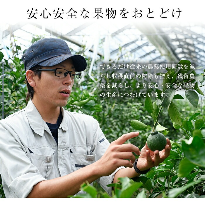 No.211 ＜先行予約受付中！2026年2月下旬～3月下旬までの間に発送＞みかんの大トロ！幻の柑橘「せとか」(約3kg) みかん ミカン 柑橘 せとか 青果 果実 鹿児島 常温 常温保存【黒川農園】
