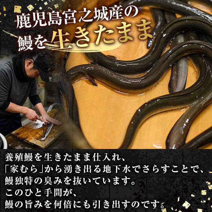 No.310 鹿児島県産うなぎの炭火蒲焼(1尾・タレ付)と自慢の出汁巻き卵1本付！ 国産 九州産 鰻 ウナギ うな重 うな丼 蒲焼 卵焼き 出汁巻き 炭火焼 おかず お土産 セット 冷凍【家むら】