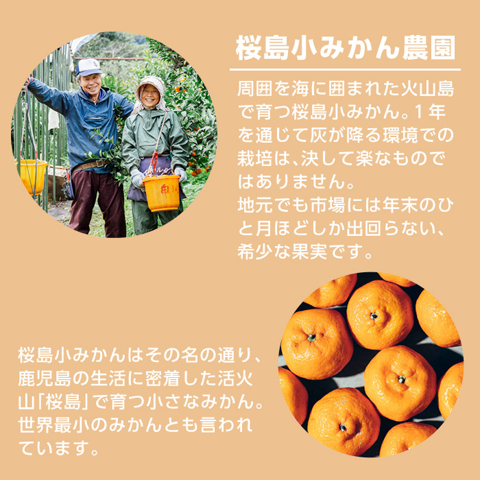 No.1352 数量限定！KOMASA GIN-桜島小みかん-ソーダ缶(350ml×24本) 酒 焼酎 酎ハイ 柑橘 チューハイ 常温 常温配送 常温保存 缶酎ハイ スピリッツ 【小正醸造】