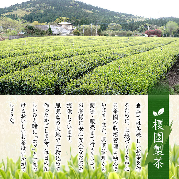 No.617 鹿児島県産！お手軽セット3種！緑茶と焙茶のティーバッグと粉末緑茶(1袋)【世献 榎園製茶】