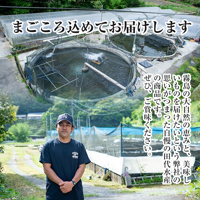 B-128-RT 霧島市育ちのあの「うなぎ」120～130g×3尾【田代水産】霧島市 鰻 ウナギ 蒲焼き 蒲焼 国産