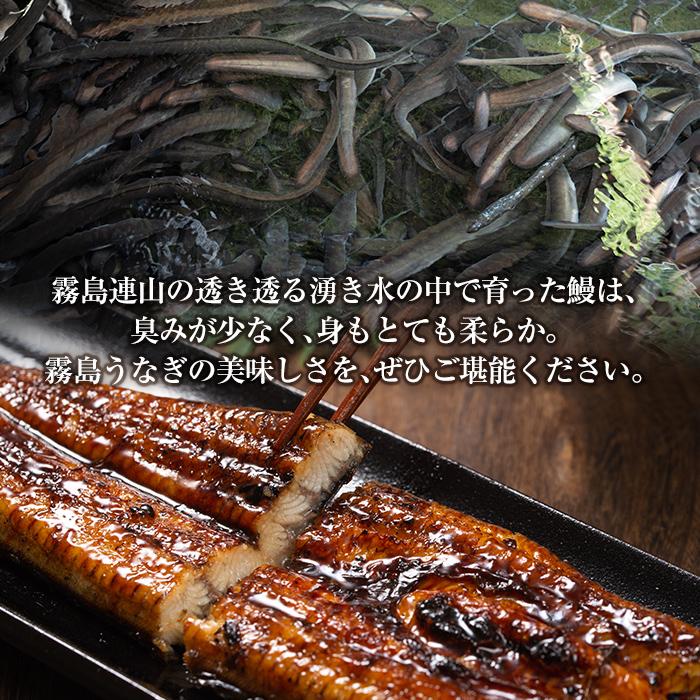 B-128-RT 霧島市育ちのあの「うなぎ」120～130g×3尾【田代水産】霧島市 鰻 ウナギ 蒲焼き 蒲焼 国産