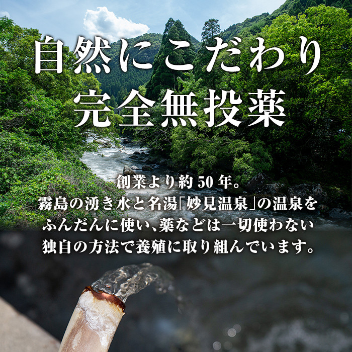 A5-034-RT 数量限定！特別サイズ！霧島産うなぎ蒲焼き計380g以上(190g超×2尾)【田代水産】霧島市 国産 鹿児島県産 うなぎ 鰻 ウナギ 高級 蒲焼き 蒲焼 かばやき タレ