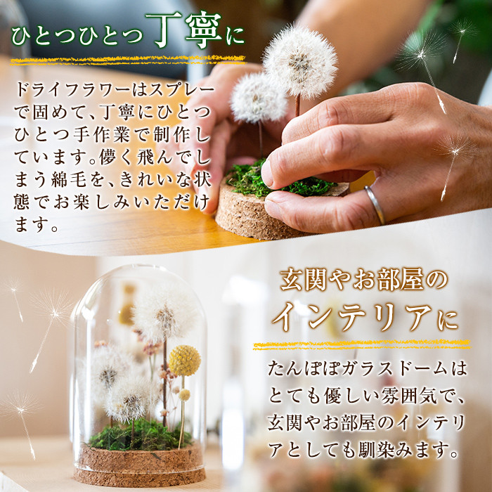 A0-257 たんぽぽガラスドーム・たんぽぽ畑(1点)【かわいち国分】