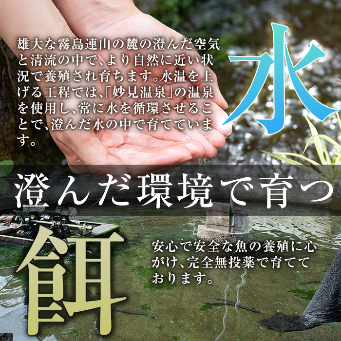 B-128-RT 霧島市育ちのあの「うなぎ」120～130g×3尾【田代水産】霧島市 鰻 ウナギ 蒲焼き 蒲焼 国産