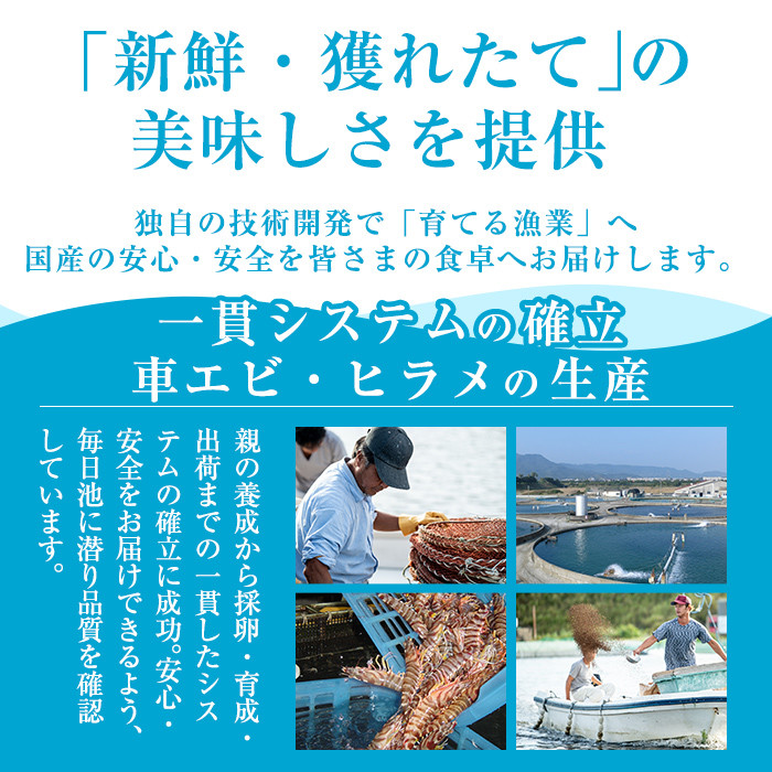 A0-331 鹿児島県産！薩摩隼人ひらめ230g以上(2〜3P)【MBC開発】