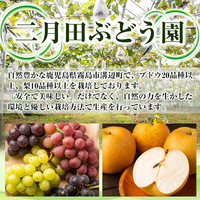 A0-248 ＜期間限定！2024年8月下旬〜10月中旬の間に発送予定＞《訳あり・数量限定》シャインマスカット入り旬のぶどう・ご家庭用詰め合わせ(計1.3kg以上・3房以上)【二月田ぶどう園】