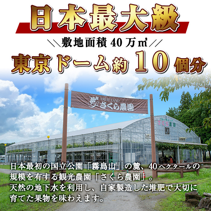 A-082 【県特産品協会理事長賞受賞】金柑大福詰め合わせ(計15個)【さくら農園】