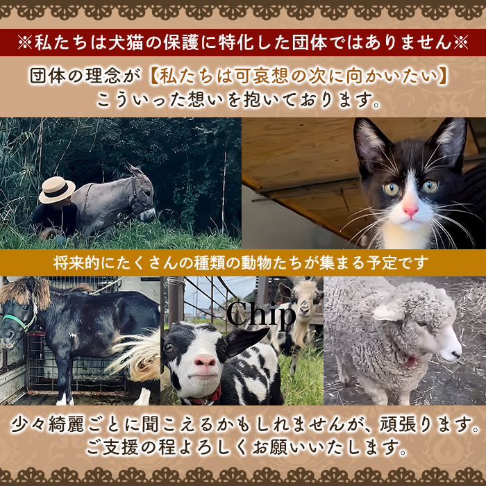 K-270 猫山プロジェクト記念ポストカード(1枚)【chichinpuipui王国★猫山プロジェクト】霧島市 支援 応援 猫 動物