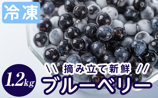 A-050 霧島市産ブルーベリー1.2kg(冷凍)【霧島農産加エグループふきのとう】