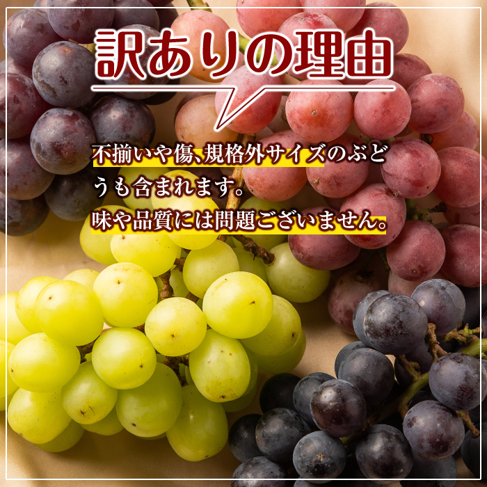 A0-248 ＜期間限定！2024年8月下旬〜10月中旬の間に発送予定＞《訳あり・数量限定》シャインマスカット入り旬のぶどう・ご家庭用詰め合わせ(計1.3kg以上・3房以上)【二月田ぶどう園】