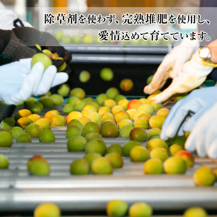 ＜先行予約受付中！2026年5月下旬から順次発送予定＞《容量が選べる！》朝日梅園の南高梅 (10kg箱バラ詰め満杯・M～2Lサイズ) 国産 九州産 野菜 南高梅 生梅 青梅 梅の実 うめ ウメ 青果 果物 梅酒 梅干し 梅シロップ 梅ジュース 梅ジャム【朝日梅園】【00-088-03】