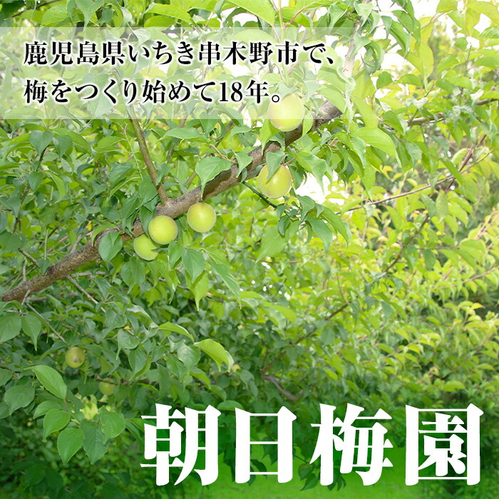＜先行予約受付中！2026年5月下旬から順次発送予定＞《容量が選べる！》朝日梅園の南高梅 (10kg箱バラ詰め満杯・M～2Lサイズ) 国産 九州産 野菜 南高梅 生梅 青梅 梅の実 うめ ウメ 青果 果物 梅酒 梅干し 梅シロップ 梅ジュース 梅ジャム【朝日梅園】【00-088-03】