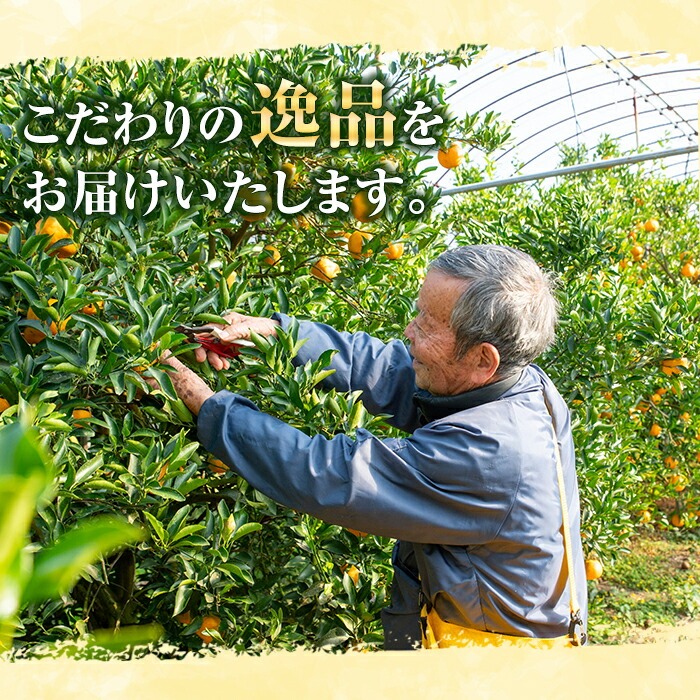 《訳あり》完熟 紅甘夏 L～3Lサイズ (約10kg) 国産 鹿児島県産 果物 柑橘 みかん ミカン 蜜柑 紅甘夏 旬 フルーツ 果実 訳アリ サイズ不揃い 冬季 常温 常温配送 箱 箱詰め 満杯 バラ詰め 【池之上果樹園】【A-1888H】