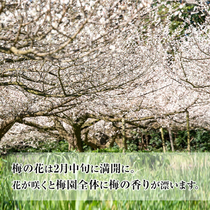 ＜先行予約受付中！2026年5月下旬から順次発送予定＞《容量が選べる！》朝日梅園の南高梅 (10kg箱バラ詰め満杯・M～2Lサイズ) 国産 九州産 野菜 南高梅 生梅 青梅 梅の実 うめ ウメ 青果 果物 梅酒 梅干し 梅シロップ 梅ジュース 梅ジャム【朝日梅園】【00-088-03】