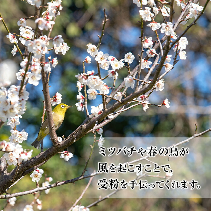 ＜先行予約受付中！2026年5月下旬から順次発送予定＞《容量が選べる！》朝日梅園の南高梅 (10kg箱バラ詰め満杯・M～2Lサイズ) 国産 九州産 野菜 南高梅 生梅 青梅 梅の実 うめ ウメ 青果 果物 梅酒 梅干し 梅シロップ 梅ジュース 梅ジャム【朝日梅園】【00-088-03】