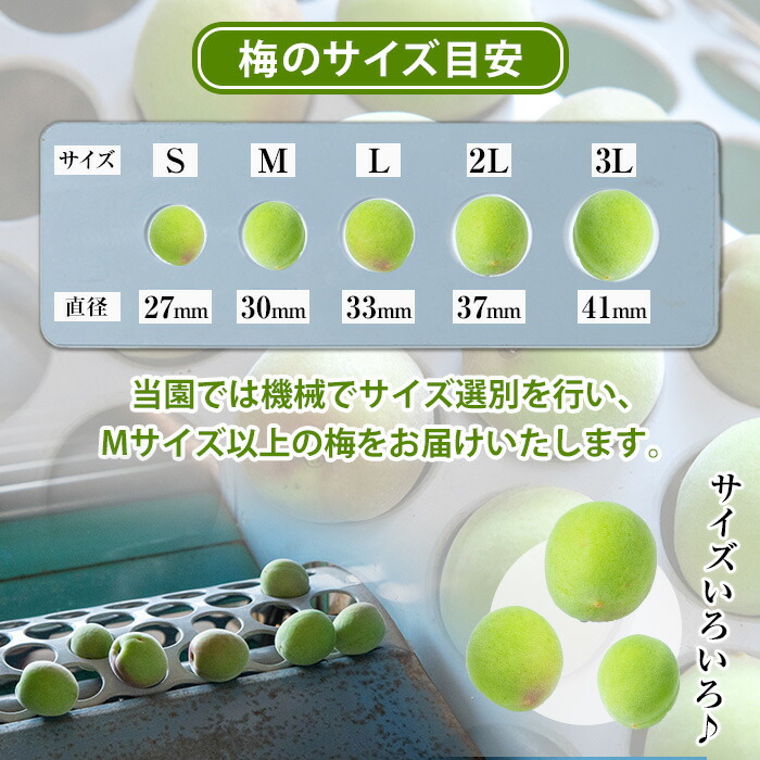 ＜先行予約受付中！2026年5月下旬から順次発送予定＞《容量が選べる！》朝日梅園の南高梅 (10kg箱バラ詰め満杯・M～2Lサイズ) 国産 九州産 野菜 南高梅 生梅 青梅 梅の実 うめ ウメ 青果 果物 梅酒 梅干し 梅シロップ 梅ジュース 梅ジャム【朝日梅園】【00-088-03】