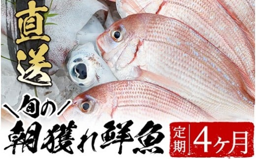 旬の朝獲れ鮮魚コース 4ヵ月定期便！その日獲れたての鮮魚や活魚！漁協だからできる産地直送の定期便【えびす市場】【D-619H】
