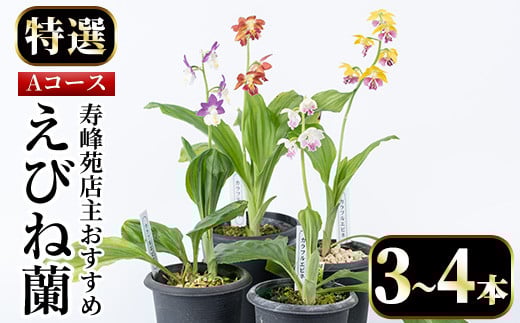 ＜数量限定＞寿峰苑特選えびね蘭(Aコース)店主のおすすめのえびね蘭の苗を3〜4本お届けいたします！【寿峰苑】【A-1542H】