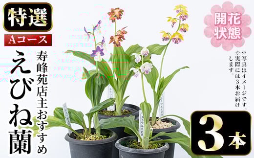 ＜先行予約受付中！＞寿峰苑特選えびね蘭 店主おすすめAコース≪開花状態・3本≫ 花 お花 鉢花 生花 蘭 ラン えびね蘭 【寿峰苑】【B-387H】