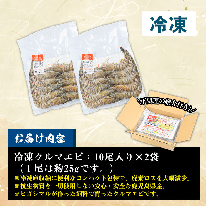 冷凍クルマエビ 計500g(25g×10尾×2袋) 国産 九州産 鹿児島 特産品 特産 車海老 くるまえび 活き車えび 車えび 海鮮 魚介 鍋 お鍋 塩焼き 串焼き バーベキュー BBQ エビフライ 天ぷら 刺身 お刺身 冷凍【ヒガシマル】【A-1538H】