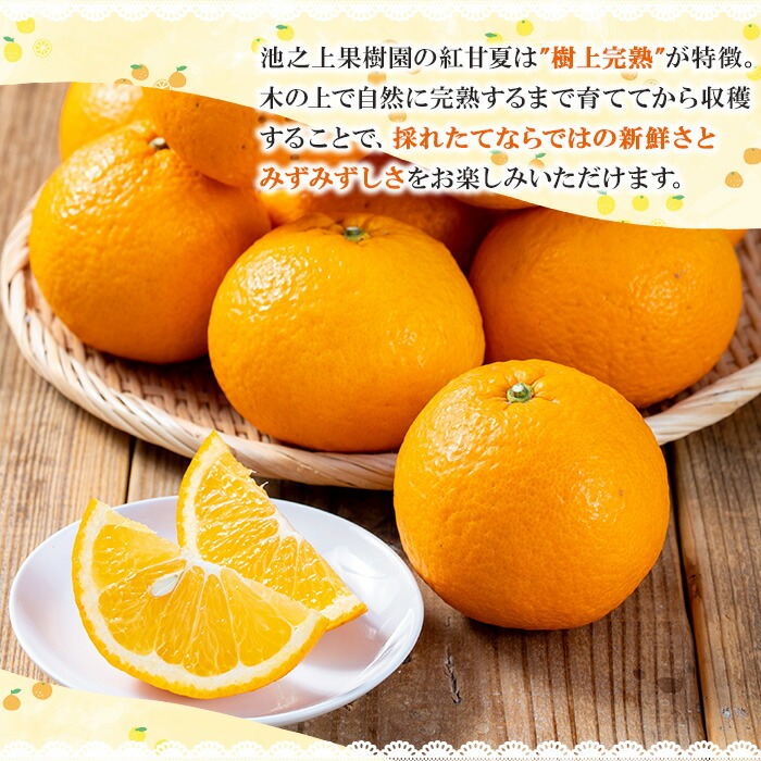 《訳あり》完熟 紅甘夏 L～3Lサイズ (約5kg) 国産 鹿児島県産 果物 柑橘 みかん ミカン 蜜柑 紅甘夏 旬 フルーツ 果実 訳アリ サイズ不揃い 冬季 常温 常温配送 箱 箱詰め 満杯 バラ詰め 【池之上果樹園】【A-1887H】
