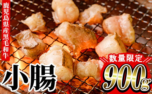 ≪数量限定≫鹿児島県産黒毛和牛の小腸 ホルモン(計900g・700gパック＋200gパック) しょうちょう ホルモン もつ鍋 焼肉 鍋 焼肉用 焼き肉 バーベキュー 冷凍 牛肉 肉 もつ モツ 内臓 国産牛 モツ鍋 もつなべ 九州 国産 ギフト 黒毛和牛 【バクロ】【L-006H】